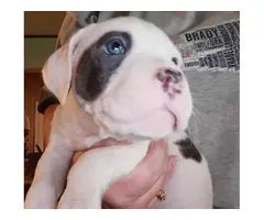 American Staffordshire male puppies
