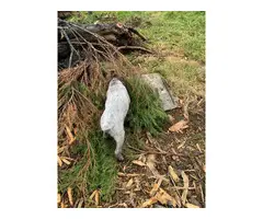 Short haired Griffon Pointer puppies for sale - 2
