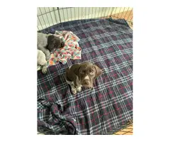 Short haired Griffon Pointer puppies for sale - 3