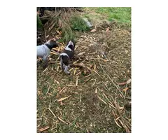 Short haired Griffon Pointer puppies for sale - 4