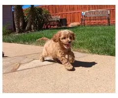 Cute Cavapoo Puppies looking for a forever home