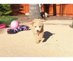 AKC Toy Poodle Puppies for sale - 2