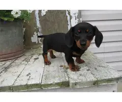 Full-blooded Dachshund puppies - 1