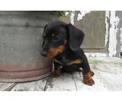 Full-blooded Dachshund puppies - 2