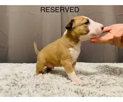 AKC bull terrier puppies for sale