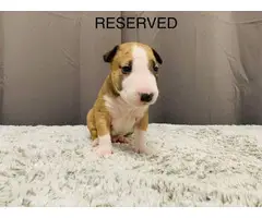 AKC bull terrier puppies for sale