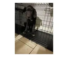 Rehoming Great dane puppy