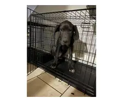 Rehoming Great dane puppy - 2