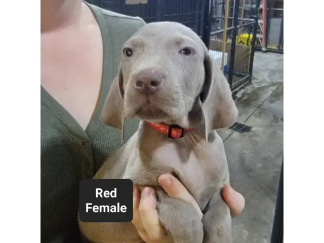 Male and female Silver Weimaraner puppies - 1/8