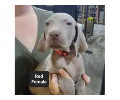 Male and female Silver Weimaraner puppies