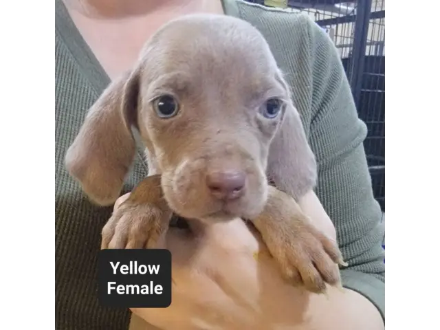 Male and female Silver Weimaraner puppies - 2/8