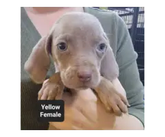 Male and female Silver Weimaraner puppies - 2