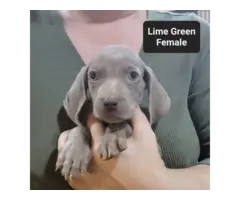 Male and female Silver Weimaraner puppies - 3