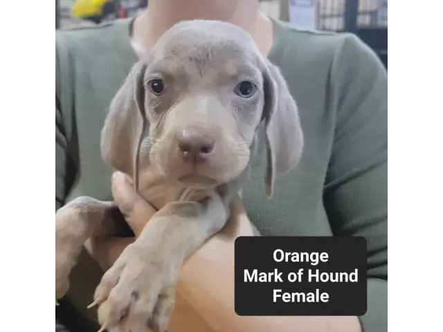 Male and female Silver Weimaraner puppies - 4/8
