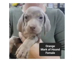 Male and female Silver Weimaraner puppies - 4