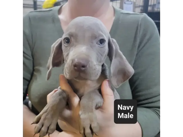 Male and female Silver Weimaraner puppies - 5/8