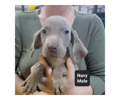 Male and female Silver Weimaraner puppies - 5