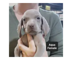 Male and female Silver Weimaraner puppies - 7