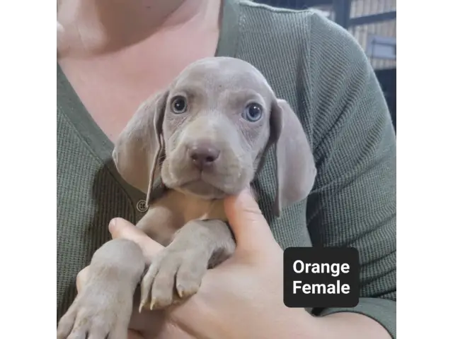 Male and female Silver Weimaraner puppies - 8/8