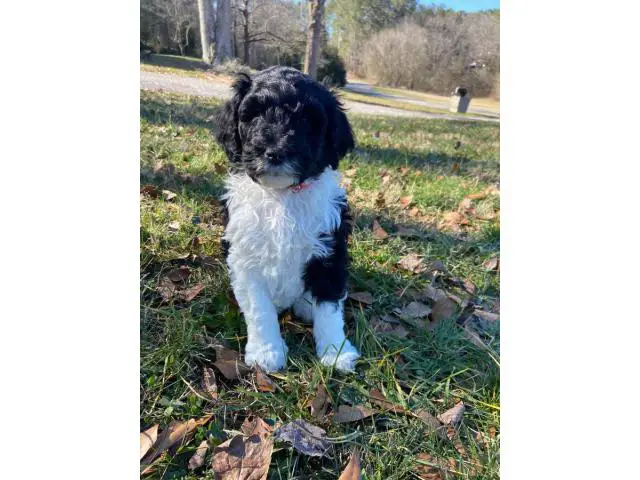 Aussiedoodle puppies for sale - 1/5