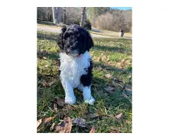 Aussiedoodle puppies for sale