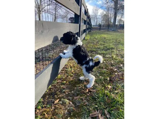 Aussiedoodle puppies for sale - 2/5