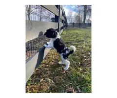 Aussiedoodle puppies for sale - 2
