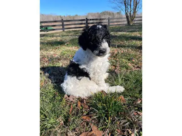 Aussiedoodle puppies for sale - 3/5