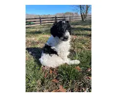 Aussiedoodle puppies for sale - 3