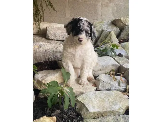 Aussiedoodle puppies for sale - 4/5