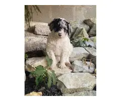 Aussiedoodle puppies for sale - 4