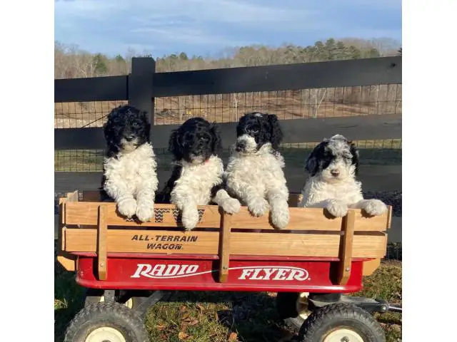 Aussiedoodle puppies for sale - 5/5