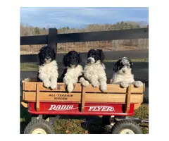 Aussiedoodle puppies for sale - 5