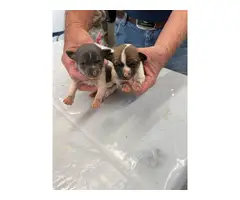 2 Cute Rat Terrier Puppies for Sale