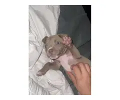 Lilac male pit bull puppy - 3
