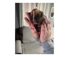 AKC Boxer Puppies for Sale