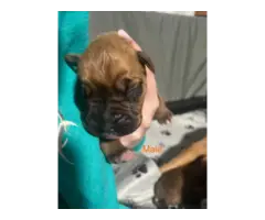 AKC Boxer Puppies for Sale - 2