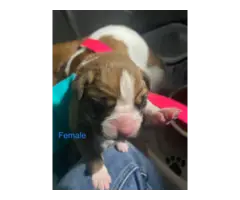 AKC Boxer Puppies for Sale - 4