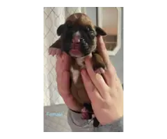 AKC Boxer Puppies for Sale - 5