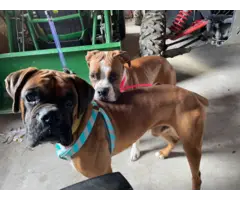 AKC Boxer Puppies for Sale - 8