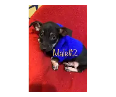 3 Rat-Cha puppies available - 3