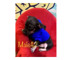3 Rat-Cha puppies available - 4