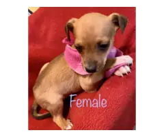 3 Rat-Cha puppies available - 5