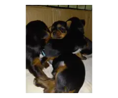 Yorkshire Terrier Puppies - 7