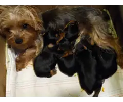 Yorkshire Terrier Puppies - 8