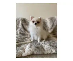 6 months old Teacup Pomeranian puppy for sale - 2