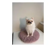 6 months old Teacup Pomeranian puppy for sale - 3