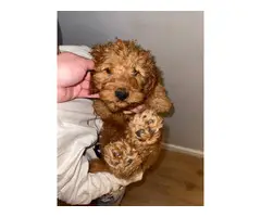 2 fully vaccinated red Cockapoo puppies for sale
