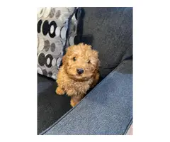 2 fully vaccinated red Cockapoo puppies for sale - 2