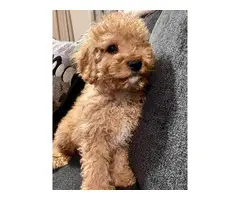 2 fully vaccinated red Cockapoo puppies for sale - 3